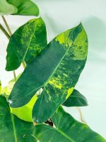 Philodendron Burle Marx Variegata — Specimen A - Image 5