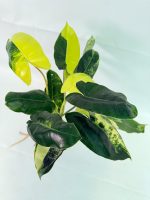 Philodendron Burle Marx Variegata — Specimen B