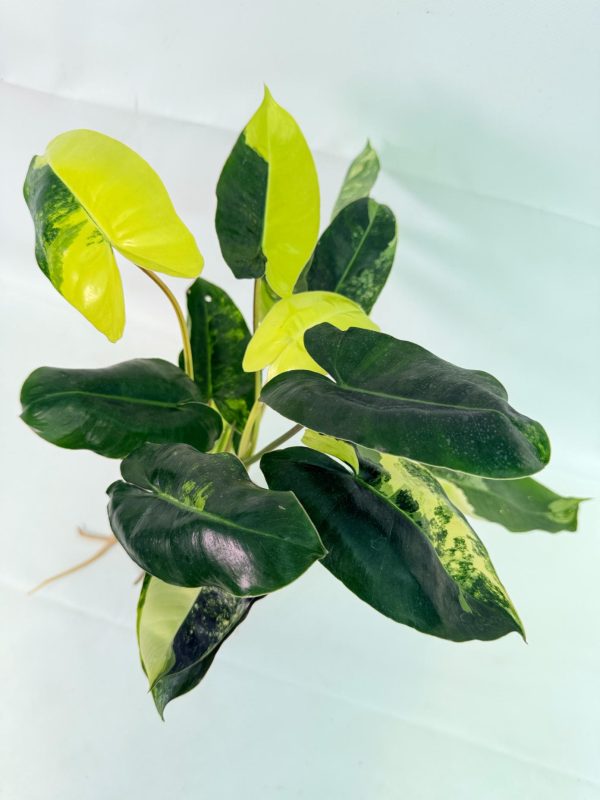 Variegated Philodendron