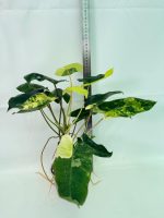 Philodendron Burle Marx Variegata — Specimen B - Image 2