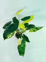 Philodendron Burle Marx Variegata — Specimen B - Image 3