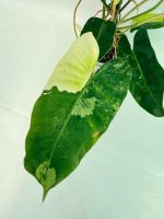 Philodendron Burle Marx Variegata — Specimen B - Image 4