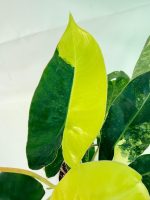Philodendron Burle Marx Variegata — Specimen B - Image 6