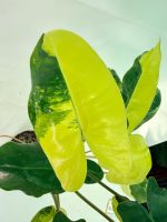 Philodendron Burle Marx Variegata — Specimen B - Image 7