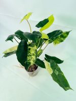 Philodendron Burle Marx Variegata — Specimen B - Image 9