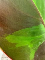 Philodendron Yellow Flame Variegata — Specimen A - Image 2