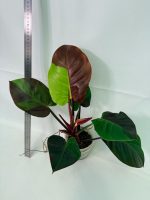 Philodendron Yellow Flame Variegata — Specimen A - Image 11