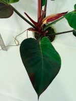 Philodendron Yellow Flame Variegata — Specimen A - Image 12