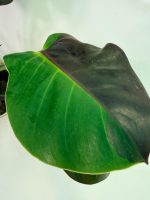 Philodendron Yellow Flame Variegata — Specimen A - Image 13