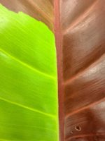 Philodendron Yellow Flame Variegata — Specimen A - Image 14