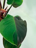 Philodendron Yellow Flame Variegata — Specimen A - Image 5
