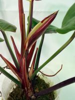 Philodendron Yellow Flame Variegata — Specimen A - Image 3