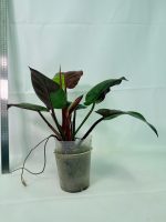 Philodendron Yellow Flame Variegata — Specimen A - Image 7
