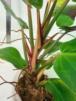 Philodendron Yellow Flame Variegata — Specimen B - Image 8