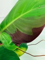 Philodendron Yellow Flame Variegata — Specimen B - Image 5
