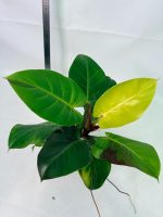 Philodendron Yellow Flame Variegata — Specimen B - Image 11
