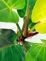 Philodendron Yellow Flame Variegata — Specimen B - Image 12