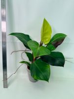 Philodendron Yellow Flame Variegata — Specimen B - Image 7