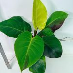 Philodendron Yellow Flame Variegata — Specimen B