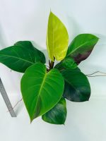 Philodendron Yellow Flame Variegata — Specimen B