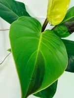 Philodendron Yellow Flame Variegata — Specimen B - Image 4