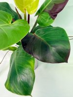 Philodendron Yellow Flame Variegata — Specimen B - Image 3