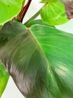 Philodendron Yellow Flame Variegata — Specimen B - Image 6