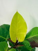 Philodendron Yellow Flame Variegata — Specimen B - Image 9